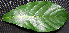  ( - BioBot00239)  @11 [ ] Copyright (2010) Unspecified Unspecified