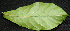  ( - BioBot00239)  @11 [ ] Copyright (2010) Unspecified Unspecified