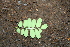  ( - BioBot00260)  @11 [ ] CreativeCommons - Attribution Non-Commercial Share-Alike (2010) Daniel H. Janzen Guanacaste Dry Forest Conservation Fund