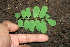 ( - BioBot00260)  @11 [ ] CreativeCommons - Attribution Non-Commercial Share-Alike (2010) Daniel H. Janzen Guanacaste Dry Forest Conservation Fund