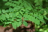  ( - BioBot00260)  @11 [ ] CreativeCommons - Attribution Non-Commercial Share-Alike (2010) Daniel H. Janzen Guanacaste Dry Forest Conservation Fund