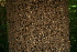  ( - BioBot00272)  @11 [ ] Copyright (2010) Unspecified Unspecified
