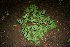  ( - BioBot00272)  @11 [ ] CreativeCommons - Attribution Non-Commercial Share-Alike (2010) Daniel H. Janzen Guanacaste Dry Forest Conservation Fund