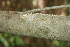  ( - BioBot00284)  @11 [ ] CreativeCommons - Attribution Non-Commercial Share-Alike (2010) Daniel H. Janzen Guanacaste Dry Forest Conservation Fund
