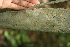  ( - BioBot00284)  @11 [ ] CreativeCommons - Attribution Non-Commercial Share-Alike (2010) Daniel H. Janzen Guanacaste Dry Forest Conservation Fund