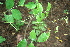  ( - BioBot00284)  @11 [ ] CreativeCommons - Attribution Non-Commercial Share-Alike (2010) Daniel H. Janzen Guanacaste Dry Forest Conservation Fund