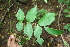  ( - BioBot00284)  @11 [ ] CreativeCommons - Attribution Non-Commercial Share-Alike (2010) Daniel H. Janzen Guanacaste Dry Forest Conservation Fund