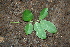  ( - BioBot00284)  @11 [ ] CreativeCommons - Attribution Non-Commercial Share-Alike (2010) Daniel H. Janzen Guanacaste Dry Forest Conservation Fund
