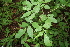  ( - BioBot00285)  @11 [ ] CreativeCommons - Attribution Non-Commercial Share-Alike (2010) Daniel H. Janzen Guanacaste Dry Forest Conservation Fund