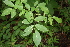 ( - BioBot00285)  @11 [ ] CreativeCommons - Attribution Non-Commercial Share-Alike (2010) Daniel H. Janzen Guanacaste Dry Forest Conservation Fund