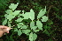  ( - BioBot00285)  @11 [ ] CreativeCommons - Attribution Non-Commercial Share-Alike (2010) Daniel H. Janzen Guanacaste Dry Forest Conservation Fund