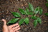  ( - BioBot00296)  @11 [ ] CreativeCommons - Attribution Non-Commercial Share-Alike (2010) Daniel H. Janzen Guanacaste Dry Forest Conservation Fund