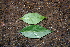  ( - BioBot00296)  @11 [ ] CreativeCommons - Attribution Non-Commercial Share-Alike (2010) Daniel H. Janzen Guanacaste Dry Forest Conservation Fund