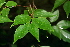  ( - BioBot00296)  @11 [ ] CreativeCommons - Attribution Non-Commercial Share-Alike (2010) Daniel H. Janzen Guanacaste Dry Forest Conservation Fund