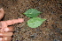  ( - BioBot00297)  @11 [ ] CreativeCommons - Attribution Non-Commercial Share-Alike (2010) Daniel H. Janzen Guanacaste Dry Forest Conservation Fund