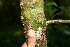  ( - BioBot00297)  @11 [ ] CreativeCommons - Attribution Non-Commercial Share-Alike (2010) Daniel H. Janzen Guanacaste Dry Forest Conservation Fund