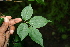  ( - BioBot00297)  @11 [ ] CreativeCommons - Attribution Non-Commercial Share-Alike (2010) Daniel H. Janzen Guanacaste Dry Forest Conservation Fund