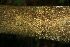  ( - BioBot00302)  @11 [ ] CreativeCommons - Attribution Non-Commercial Share-Alike (2010) Daniel H. Janzen Guanacaste Dry Forest Conservation Fund
