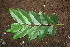  ( - BioBot00302)  @11 [ ] CreativeCommons - Attribution Non-Commercial Share-Alike (2010) Daniel H. Janzen Guanacaste Dry Forest Conservation Fund
