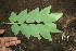  ( - BioBot00302)  @11 [ ] CreativeCommons - Attribution Non-Commercial Share-Alike (2010) Daniel H. Janzen Guanacaste Dry Forest Conservation Fund