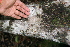  ( - BioBot00308)  @11 [ ] CreativeCommons - Attribution Non-Commercial Share-Alike (2010) Daniel H. Janzen Guanacaste Dry Forest Conservation Fund