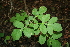  ( - BioBot00308)  @11 [ ] CreativeCommons - Attribution Non-Commercial Share-Alike (2010) Daniel H. Janzen Guanacaste Dry Forest Conservation Fund