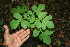  ( - BioBot00308)  @11 [ ] CreativeCommons - Attribution Non-Commercial Share-Alike (2010) Daniel H. Janzen Guanacaste Dry Forest Conservation Fund