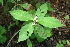  ( - BioBot00311)  @11 [ ] CreativeCommons - Attribution Non-Commercial Share-Alike (2010) Daniel H. Janzen Guanacaste Dry Forest Conservation Fund