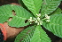  ( - BioBot00311)  @11 [ ] CreativeCommons - Attribution Non-Commercial Share-Alike (2010) Daniel H. Janzen Guanacaste Dry Forest Conservation Fund