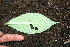  ( - BioBot00311)  @11 [ ] CreativeCommons - Attribution Non-Commercial Share-Alike (2010) Daniel H. Janzen Guanacaste Dry Forest Conservation Fund