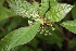  ( - BioBot00312)  @11 [ ] CreativeCommons - Attribution Non-Commercial Share-Alike (2010) Daniel H. Janzen Guanacaste Dry Forest Conservation Fund