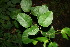  ( - BioBot00318)  @11 [ ] CreativeCommons - Attribution Non-Commercial Share-Alike (2010) Daniel H. Janzen Guanacaste Dry Forest Conservation Fund