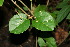  ( - BioBot00318)  @11 [ ] CreativeCommons - Attribution Non-Commercial Share-Alike (2010) Daniel H. Janzen Guanacaste Dry Forest Conservation Fund