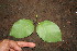  ( - BioBot00318)  @11 [ ] CreativeCommons - Attribution Non-Commercial Share-Alike (2010) Daniel H. Janzen Guanacaste Dry Forest Conservation Fund