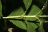  ( - BioBot00323)  @11 [ ] Copyright (2010) Unspecified Unspecified