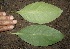  ( - BioBot00323)  @11 [ ] CreativeCommons - Attribution Non-Commercial Share-Alike (2010) Daniel H. Janzen Guanacaste Dry Forest Conservation Fund