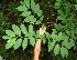  (Aegiphila panamensis - BioBot00324)  @11 [ ] Copyright (2010) Unspecified Unspecified