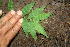  ( - BioBot00325)  @11 [ ] CreativeCommons - Attribution Non-Commercial Share-Alike (2010) Daniel H. Janzen Guanacaste Dry Forest Conservation Fund
