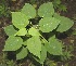  ( - BioBot00327)  @11 [ ] Copyright (2010) Unspecified Unspecified