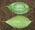  ( - BioBot00334)  @11 [ ] Copyright (2010) Unspecified Unspecified