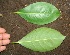  ( - BioBot00334)  @11 [ ] Copyright (2010) Unspecified Unspecified