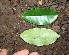  ( - BioBot00336)  @11 [ ] Copyright (2010) Unspecified Unspecified