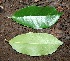  ( - BioBot00336)  @11 [ ] Copyright (2010) Unspecified Unspecified