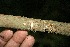  ( - BioBot00336)  @11 [ ] CreativeCommons - Attribution Non-Commercial Share-Alike (2010) Daniel H. Janzen Guanacaste Dry Forest Conservation Fund