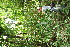  ( - BioBot00343)  @11 [ ] CreativeCommons - Attribution Non-Commercial Share-Alike (2010) Daniel H. Janzen Guanacaste Dry Forest Conservation Fund