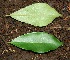  ( - BioBot00343)  @11 [ ] Copyright (2010) Unspecified Unspecified