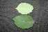  ( - BioBot00346)  @11 [ ] CreativeCommons - Attribution Non-Commercial Share-Alike (2010) Daniel H. Janzen Guanacaste Dry Forest Conservation Fund