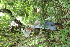  ( - BioBot00347)  @11 [ ] CreativeCommons - Attribution Non-Commercial Share-Alike (2010) Daniel H. Janzen Guanacaste Dry Forest Conservation Fund