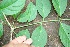  ( - BioBot00347)  @11 [ ] CreativeCommons - Attribution Non-Commercial Share-Alike (2010) Daniel H. Janzen Guanacaste Dry Forest Conservation Fund