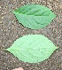  ( - BioBot00347)  @11 [ ] CreativeCommons - Attribution Non-Commercial Share-Alike (2010) Daniel H. Janzen Guanacaste Dry Forest Conservation Fund